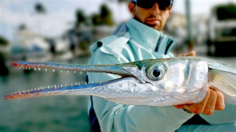 Giant Houndfish, Jacks and Sharks - Inshore Fishing in Florida - ft ...