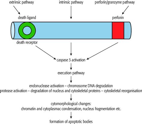 Different pathways of programmed cell death. According to references 5 ...