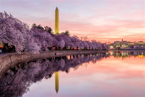 Washington, DC's Cherry Blossoms Are Blooming Early This Year. Here's ...