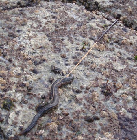 Paranemertes peregrina