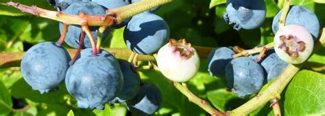 Blueberry Bush Care - Port Kells Nurseries