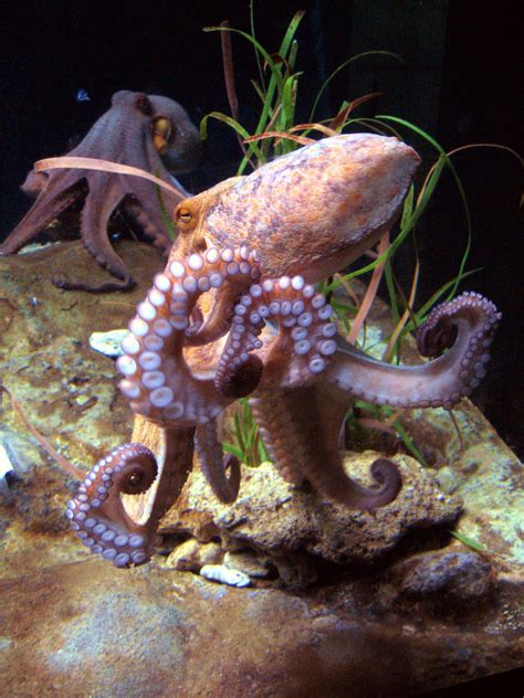 File:Octopus vulgaris BCN 0219 Mustekala C.JPG - Wikipedia, the free encyclopedia