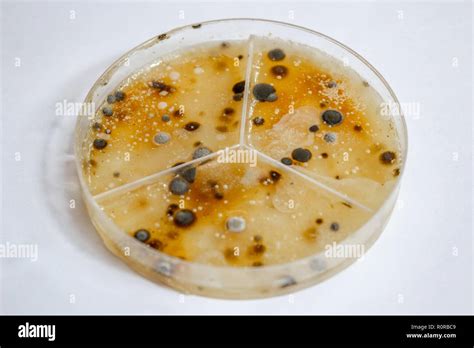 Petri dish growing virus bacteria hi-res stock photography and images - Alamy