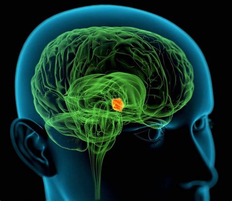 Hypothalamus: What is it? Anatomy, Function and Hypothalamic Regulation of Hormone Secretion ...