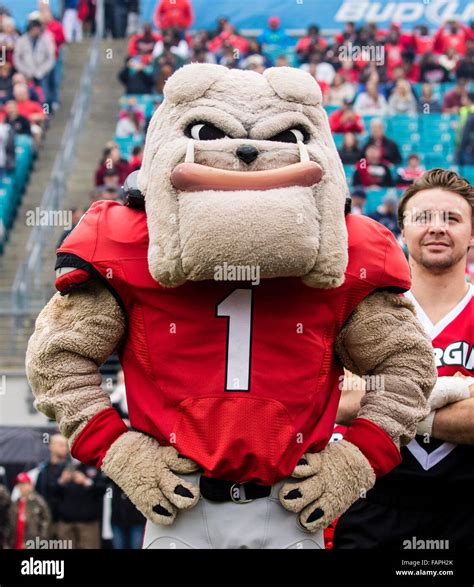 Jacksonville FL, USA. 2nd Jan, 2016. Georgia Bulldogs mascot Hairy Dawg before the game between ...