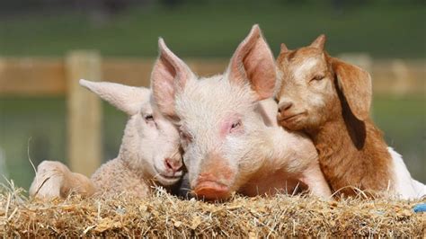 Help Build A Farm Animal Sanctuary - We Need You! - a Charities ...