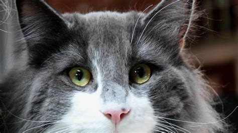 Cat Eye Discharge: When Should You See a Vet?