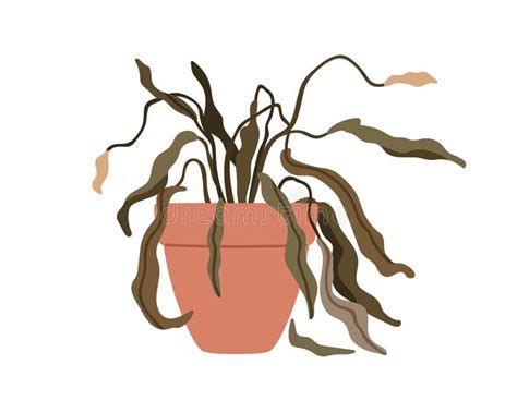 Dying Plant with Brown Leaves on Dry and Cracked Soil Stock ...