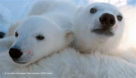 Why polar bear conservation needs more collaborative action