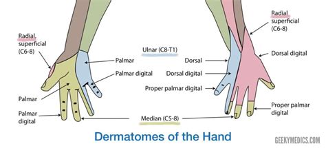 Median Nerve Sensory Dermatome - Dermatomes Chart and Map