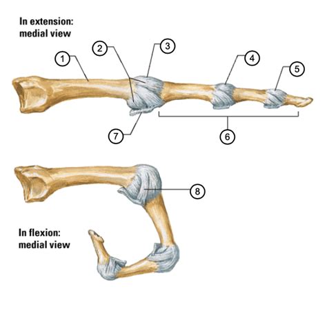 metacarpophalangeal and interphalangeal ligaments: medial view Diagram | Quizlet