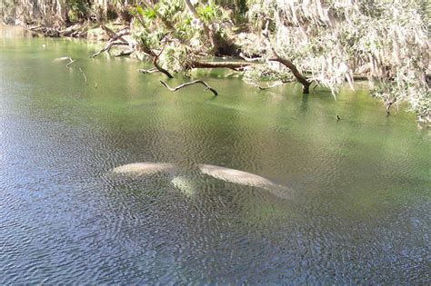 Manatee at Blue Spring Park, Florida January 1, 2012 | Blue springs ...