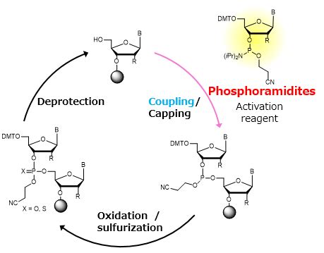 Oligonucleotide Synthesis