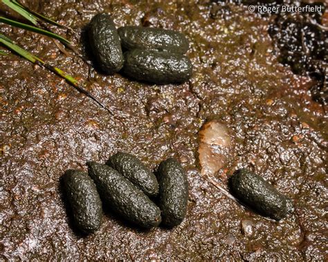 Water Vole droppings | The droppings of Water Vole (Arvicola… | Flickr