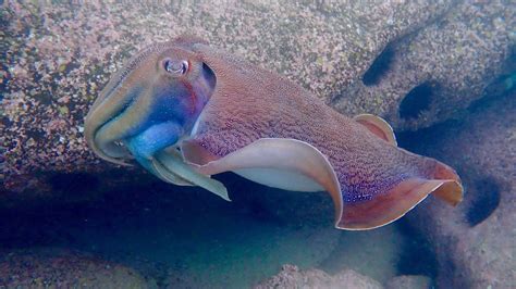 Australian Giant Cuttlefish - YouTube