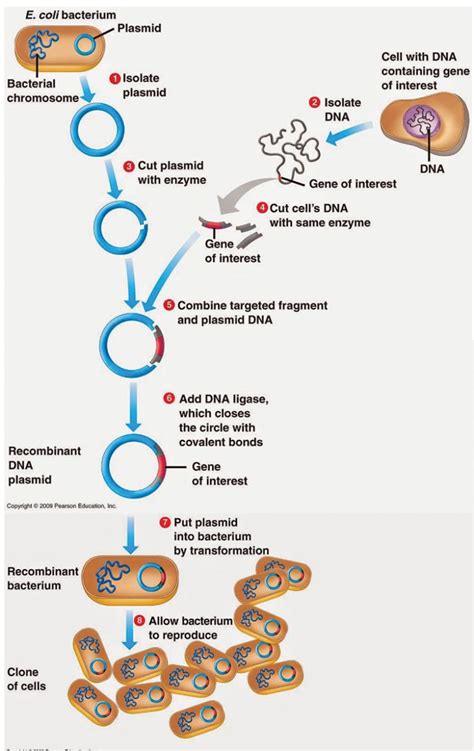 Gene Cloning- Requirements, Principle, Steps, Applications