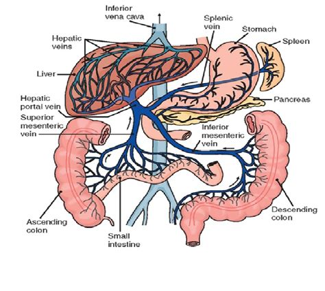 Hepatic Portal Circulation Diagram | Quizlet