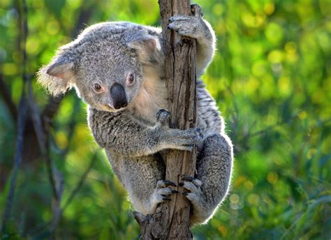 Koalas Wallpapers - Wallpaper Cave