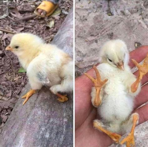 A Chick born with polymelia, a birth defect that causes the growth of additional legs hanging ...