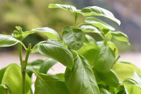 Basil: Planting, Growing, and Harvesting Basil | The Old Farmer's Almanac