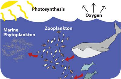 Climate Change and Ocean Stratification: Importance of Phytoplankton