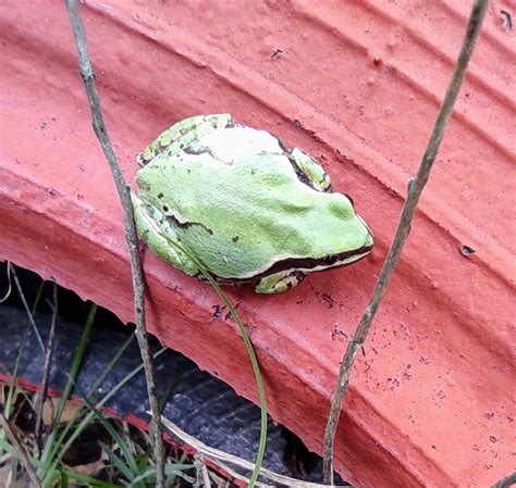 Mountain Tree Frog from 47196 Jal., México on July 06, 2022 at 11:53 AM ...