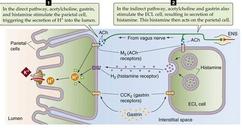 nyakkendő szalonna Halál állkapcsa vagus nerve stomach acid Lil ...