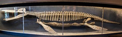 Kronosaurus Pictures & Facts - The Dinosaur Database