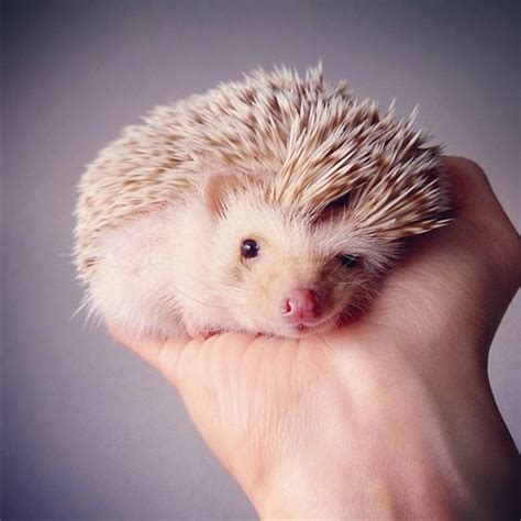 baby porcupine :) | cuteness at its finest | Pinterest