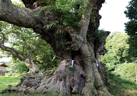 Les arbres géants affrontent les typhons | Nippon.com – Infos sur le Japon