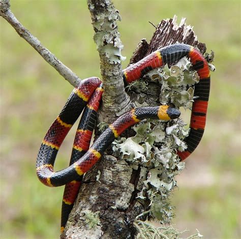 Eastern Coral Snake | Florida Backyard Snakes