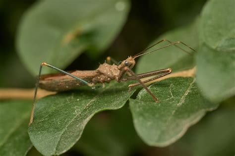 Premium Photo | Details of a brown insect on a green leaf