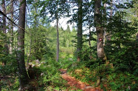 Hiking trails near Lake Bohinj, Slovenia - Jetsetting Fools