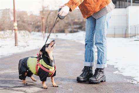 Dachshund Obedience Training: Tips for Training Your Dachshund in Basic Obedience