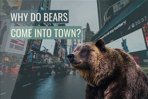 Why Do Bears Come Into Town? – HowToHelpAnimals.com