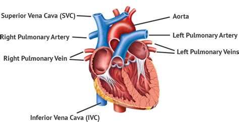 Basics of the Heart - Elite Cardiovascular Group