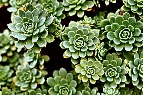 Green Houseleek | Copyright-free photo (by M. Vorel) | LibreShot