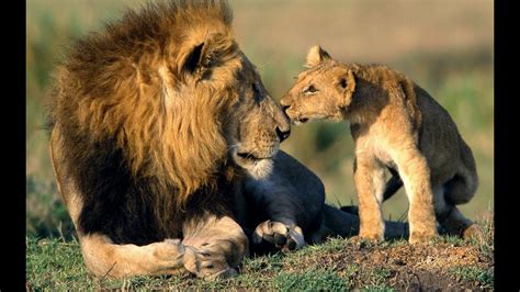 Africa Lions: Documentary on the Lions of South Africa's Kruger National Park - YouTube