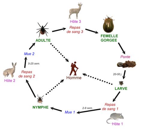 Borréliose de Lyme