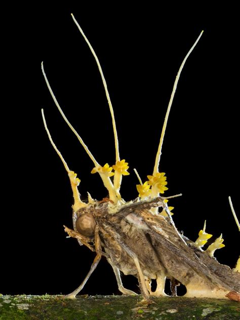 Ophiocordyceps Unilateralis Humans