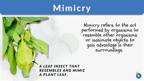 Mimicry Definition and Examples - Biology Online Dictionary