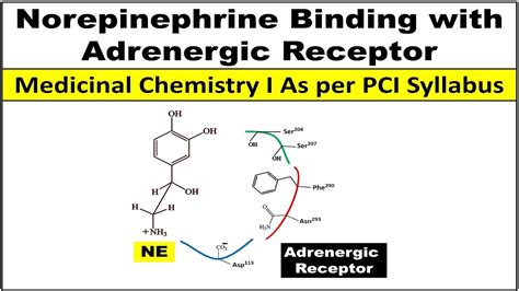 How Noradrenaline / Norepinephrine binds with adrenergic receptor? - YouTube