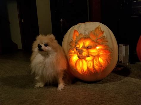 17 of the Coolest Pumpkins Carved Like Animals | Cuteness