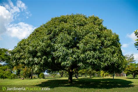 Árbol de Mango: características, cultivo, cosecha y abono | Plantas