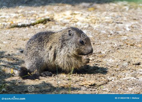 Alpine Marmot Baby is Eating on the Ground Stock Photo - Image of rodent, europe: 213824198