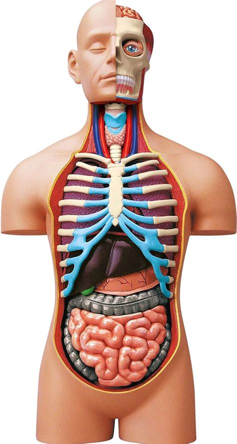 Petit Modèle De Torse Humain 4D, Norme D'anatomie Humaine,