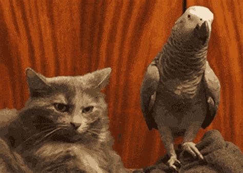 Bird Parrot GIF - Bird Parrot Cute - Discover & Share GIFs