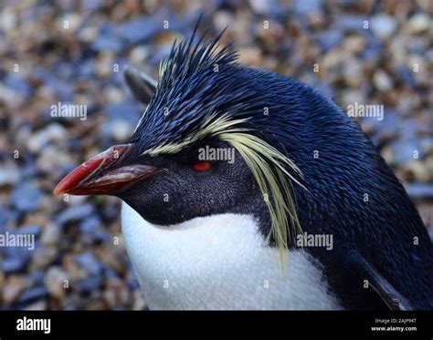 Rockhopper Penguin, with yellow eyebrows, stood against pebble ...