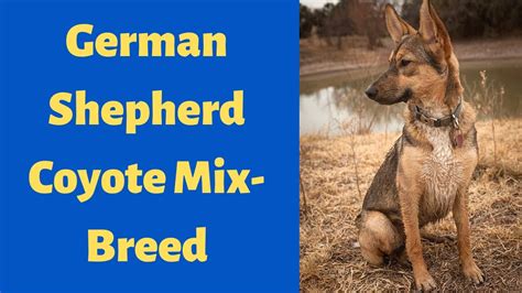 Coyote German Shepherd Mix Puppies