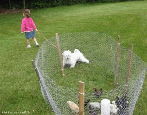 Temporary Dog Fence Ideas With 5 Type Easy Dog Fence